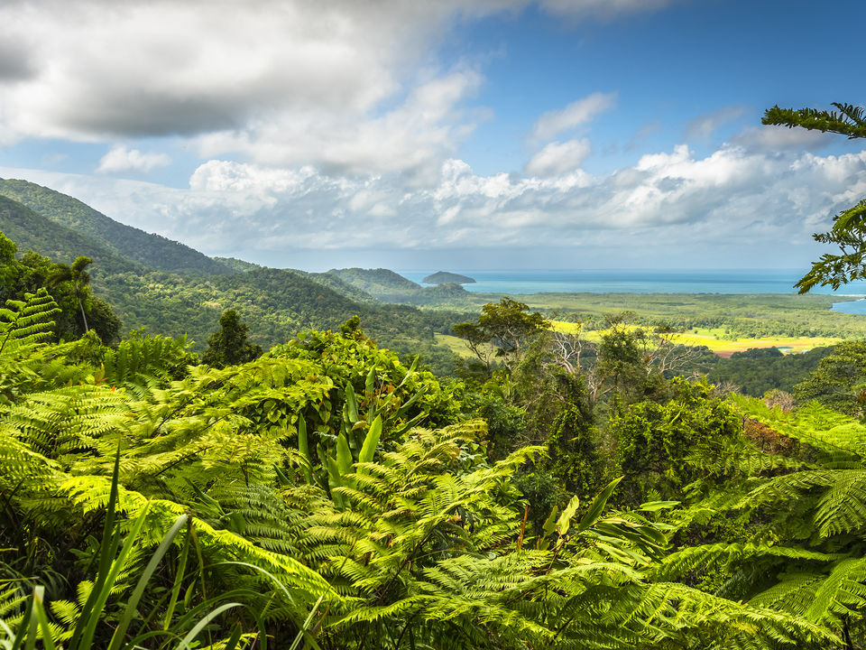 Zeldzame flora in het regenwoud Daintree, Australië