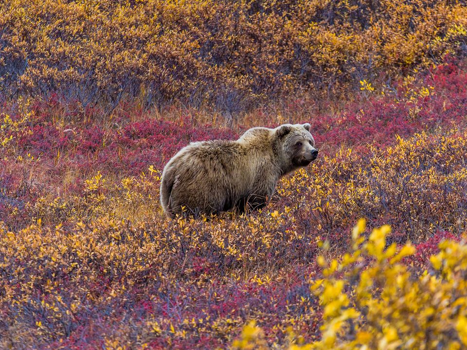 Grizzlybeer in Denali National Park, Alaska, Verenigde Staten