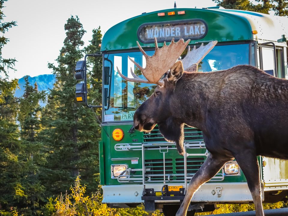 Eland steekt vlak voor bus over in Denali National Park, Alaska, Verenigde Staten