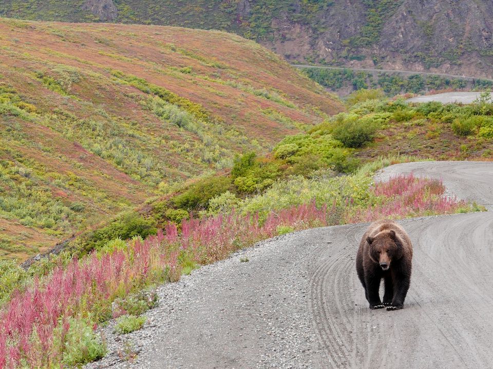 Beer op de weg in Denali National Park, Alaska, Verenigde Staten