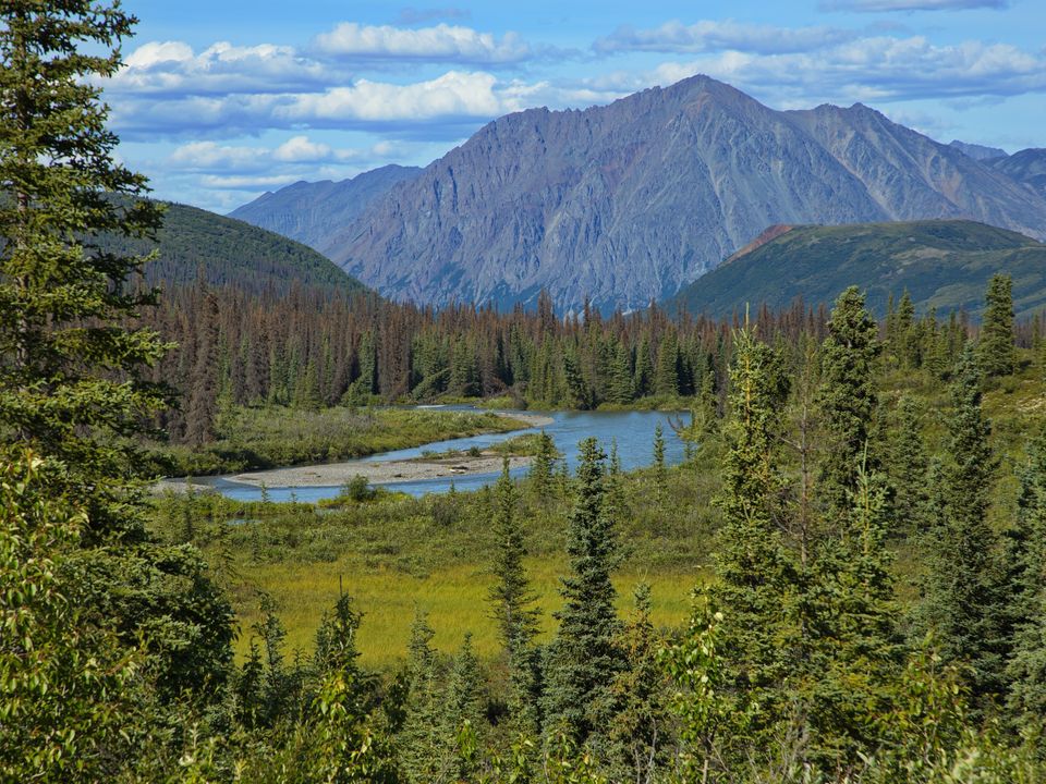 Rivier kronkelt door de dichte bossen in Denali National Park, Alaska