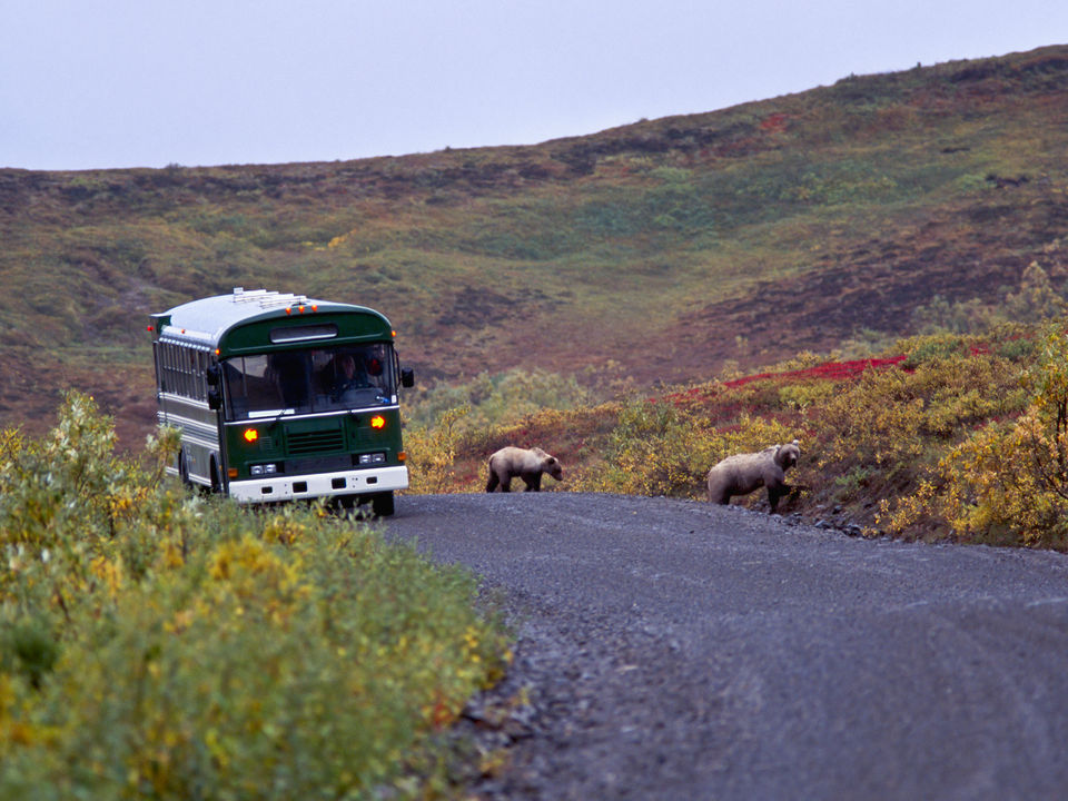 Grizzlyberen aan de kant van de weg, Denali National Park, Alaska, Verenigde Staten