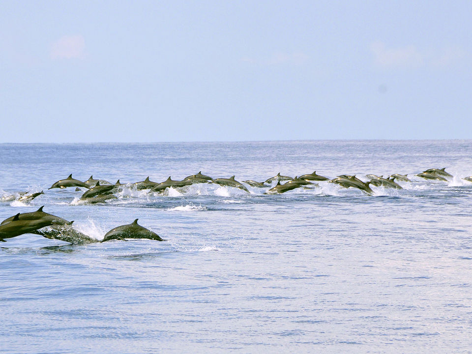 Dolfijnen voor de kust bij Kalpitiya Sri Lanka