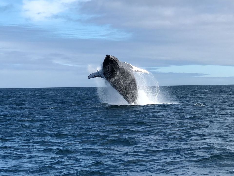 Ecuador-Puerto-Lopez-walvis