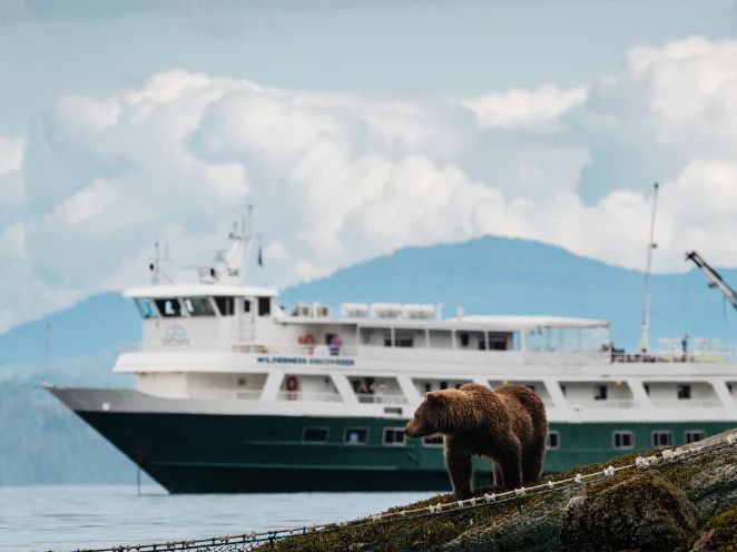 Beren spotten tijdens cruise door Glacier Bay, Alaska