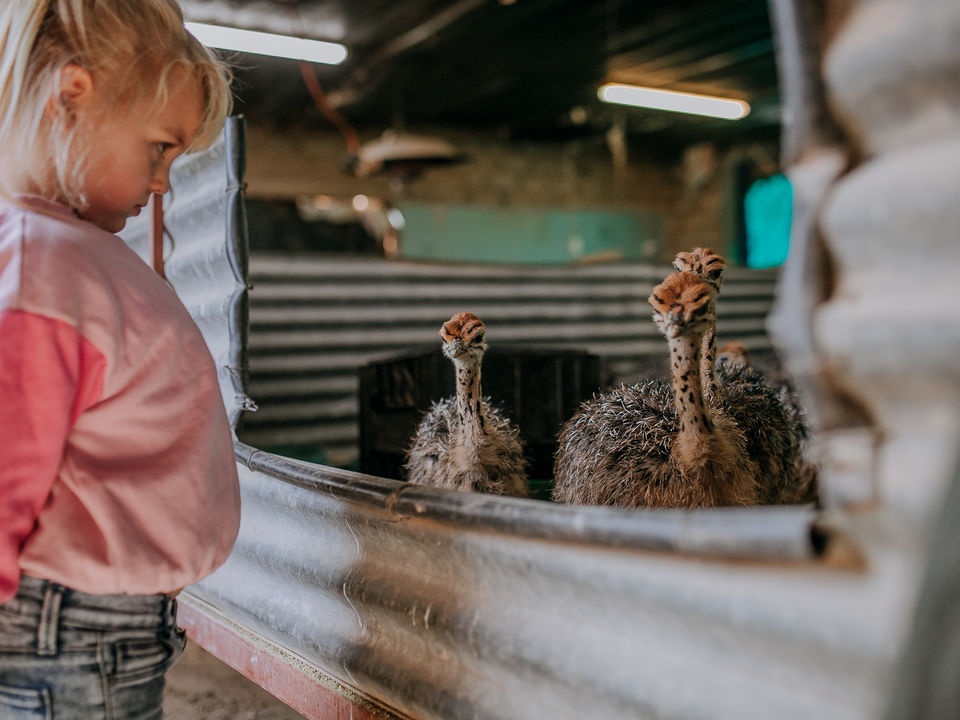 Kind op struisvogelboerderij