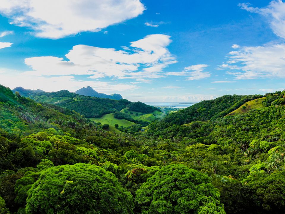 Ferney Vallei mooi bebost gebied in Mauritius met groene bomen