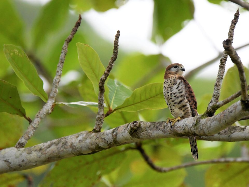 Inheemse vogel van mauritius in de Ferney Valley