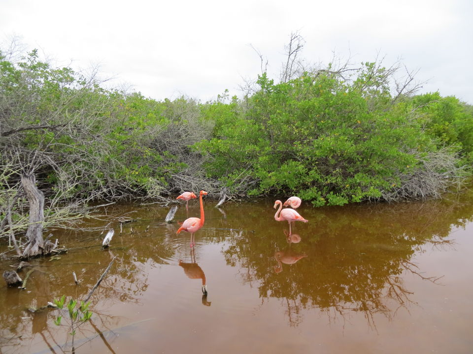 Kleurrijke flamingo’s in de wetlands op Isabela
