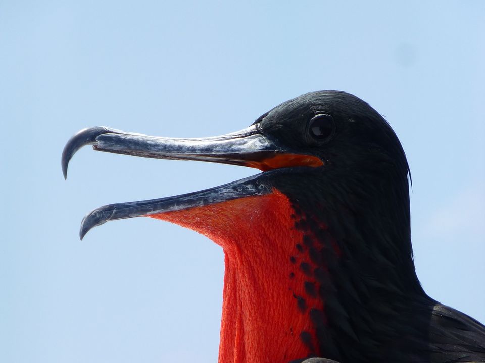 Fregatvogel met rode borst, Galapagos