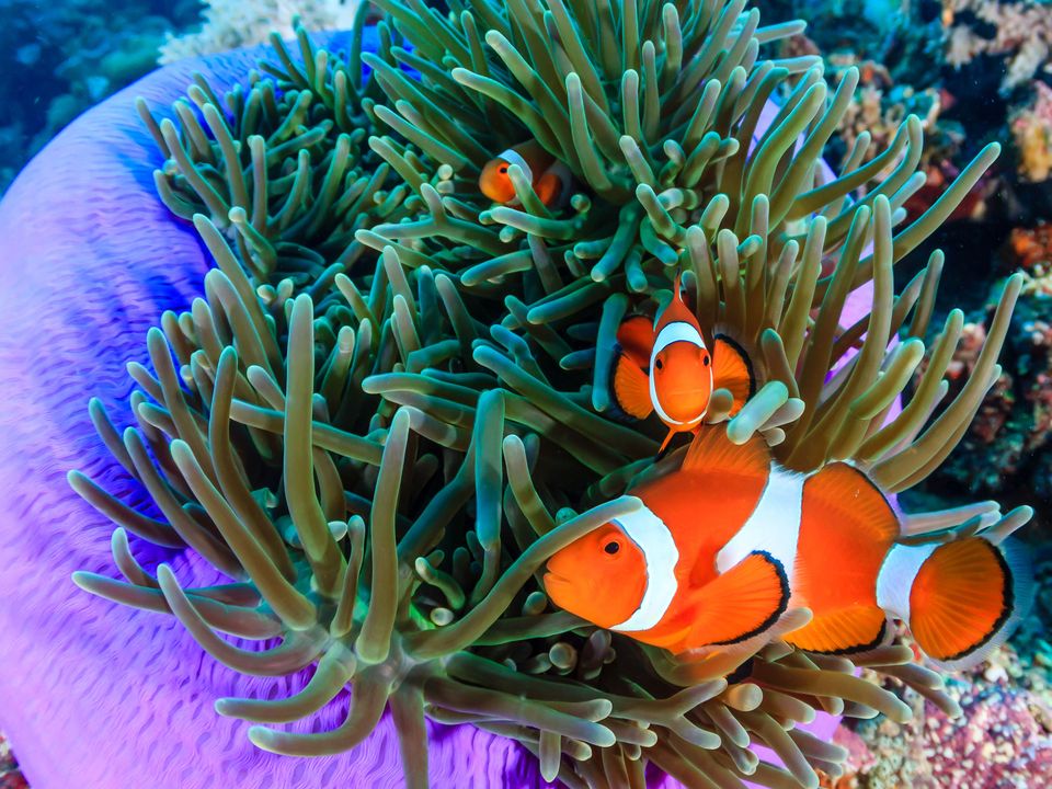 Nemo-visjes op Gaya Island, Maleisië
