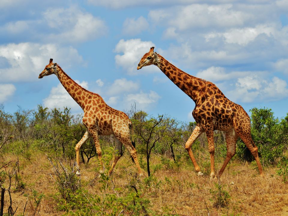 Giraffen in Kruger