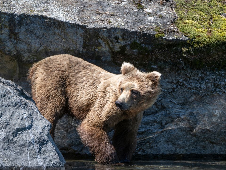 Grizzlybeer, Alaska, Verenigde Staten