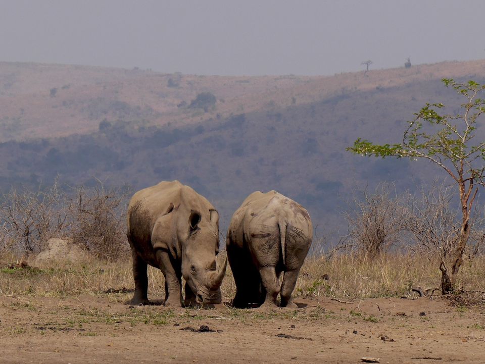 Neushoorns in het Hluhluwe-iMfolozi park in Zuid-Afrika