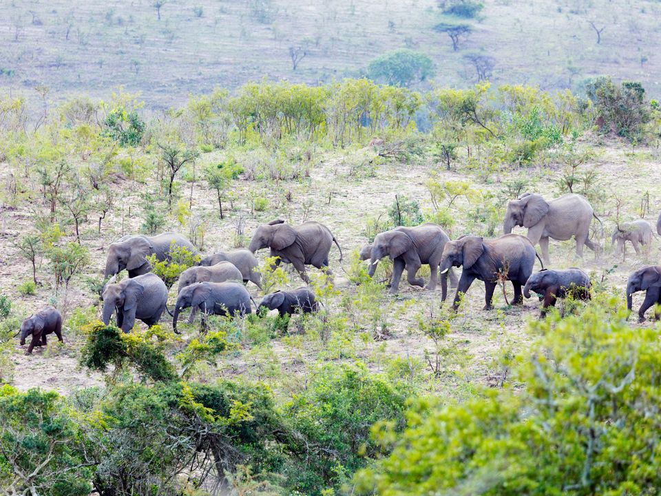 Olifanten in Hluhluwe-Imfolozipark, Zuid-Afrika