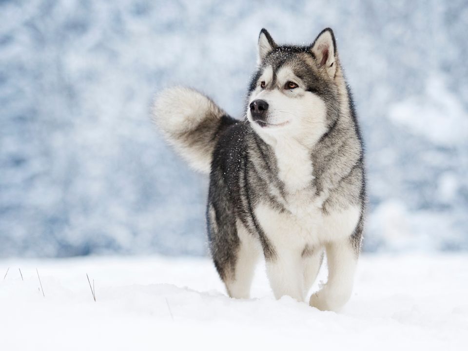Husky in de sneeuw in Alaska, Amerika