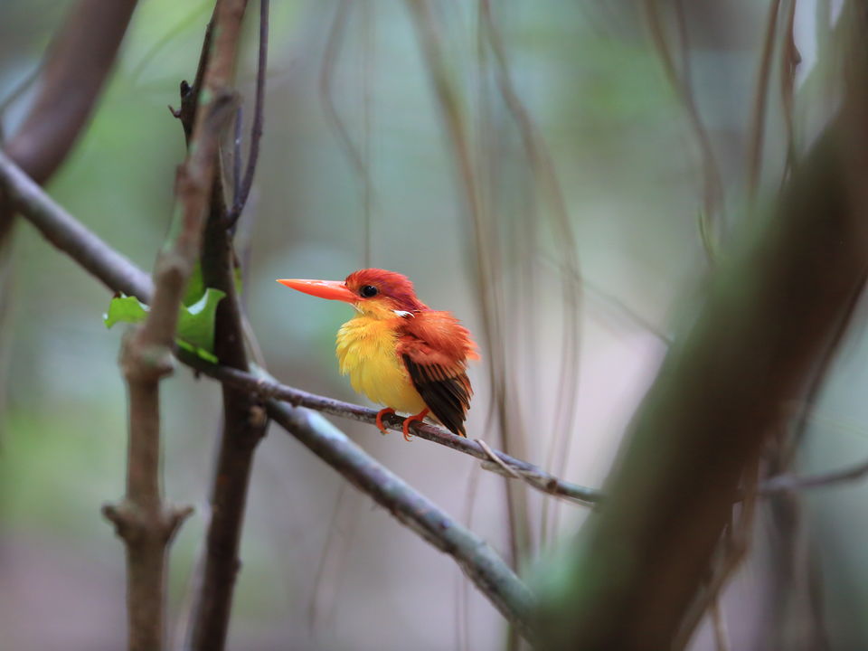 Indonesie-Bali-BaratNP-vogel5_7_359850