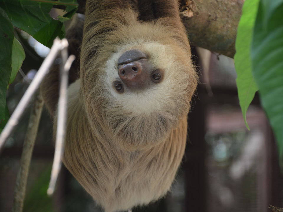 Jaguar-Rescue-Center-23(10)