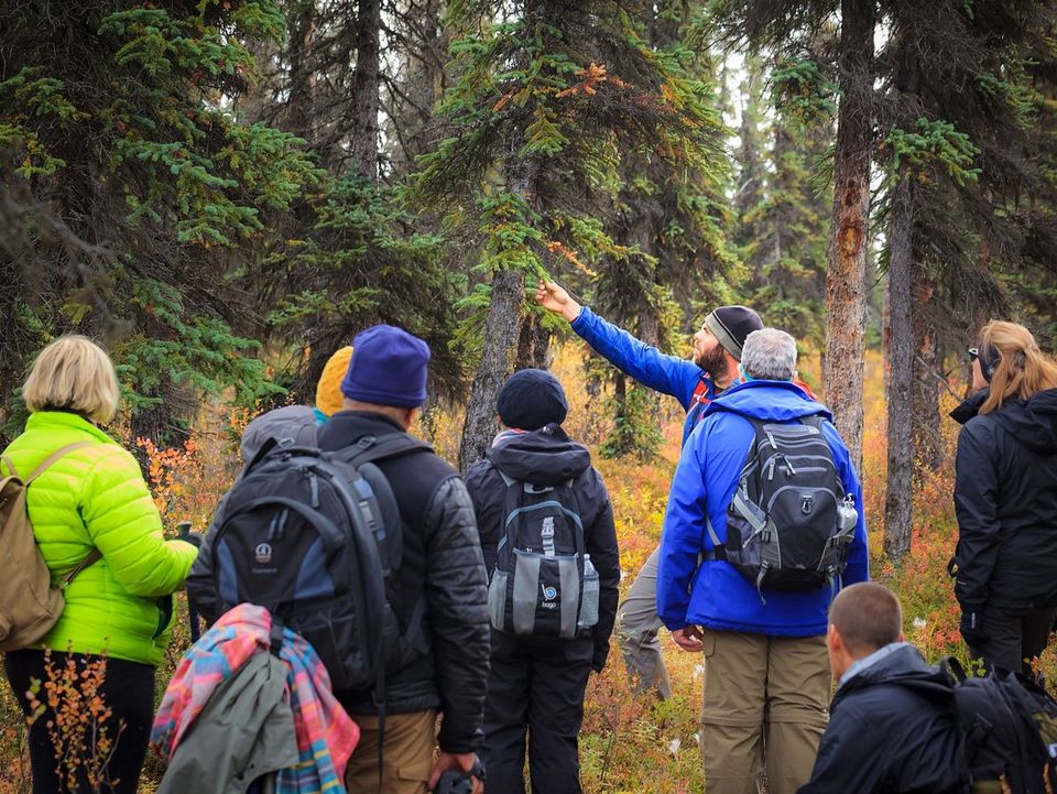 Interessante flora bij Kantishna Roadhouse in Denali National Park, Alaska