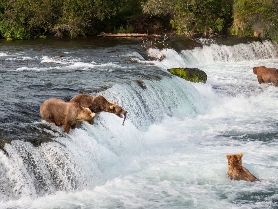 Beren vangen zalm bij Brooks Falls, Katmai Island, Alaska