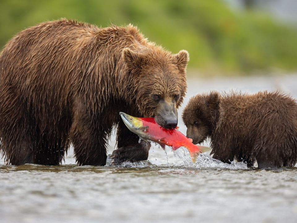 Grizzly met zalm in zijn bek, Katmai Island, Alaska