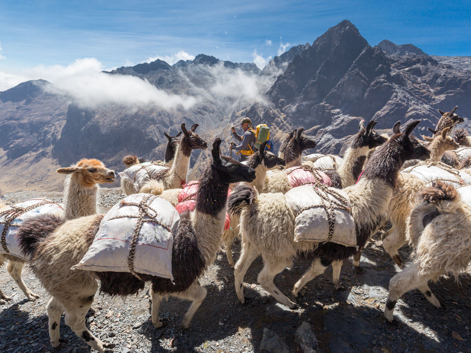 Lamas-El-Choro-Trekking-Bolivia