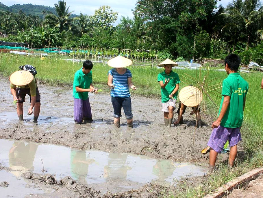 U zult ook lekker even de modder in gaan om de lokale bevolking te helpen met de rijst, of datgene waar ze op dat moment behoefte aan hebben
