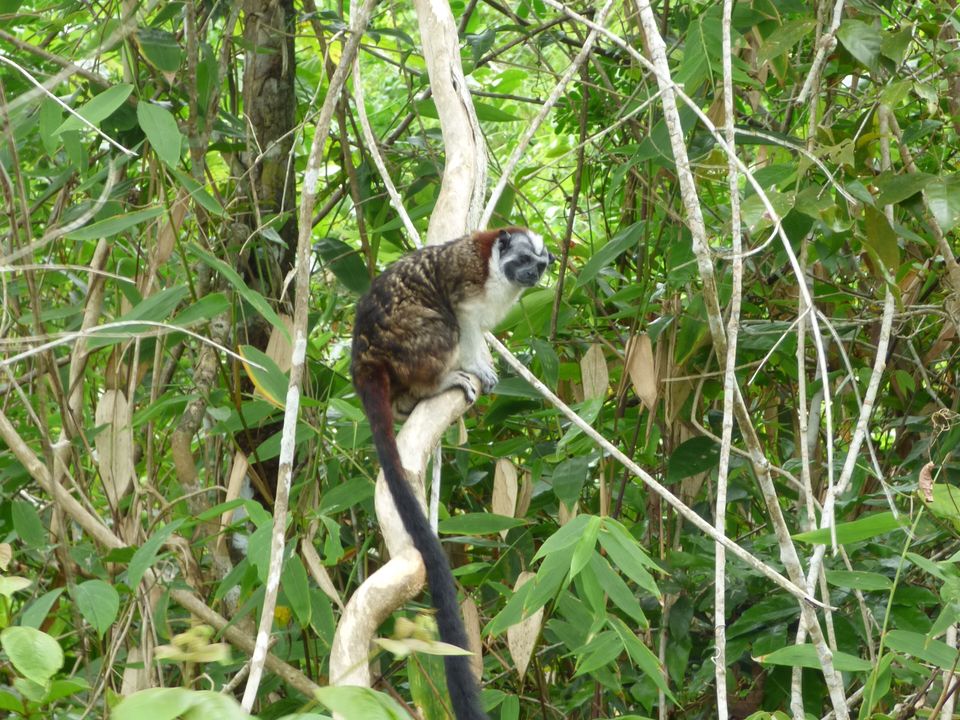 Spot ook apen tussen het groen in Panama