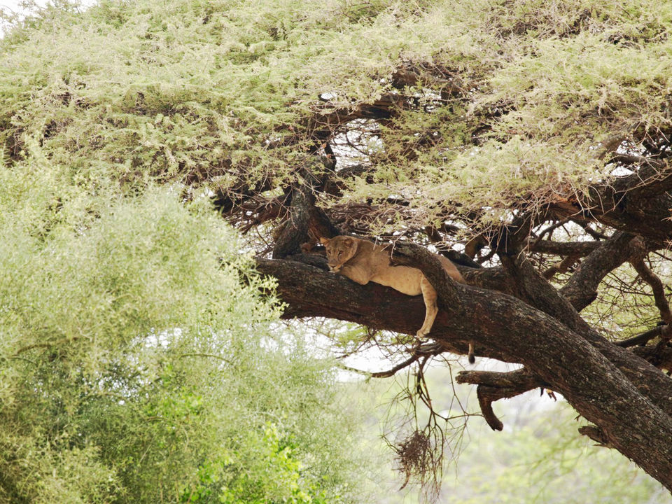 Leeuw in boom Lake Manyara, Tanzania