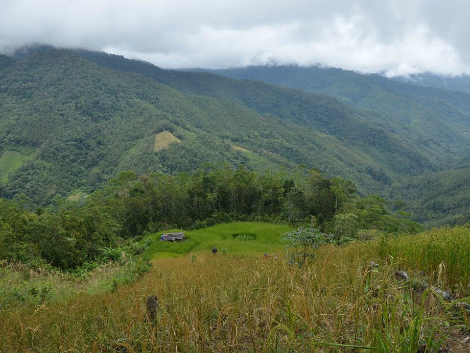 Maleisie-MaleisischBorneo-Sabah-Crocker Range06(8)