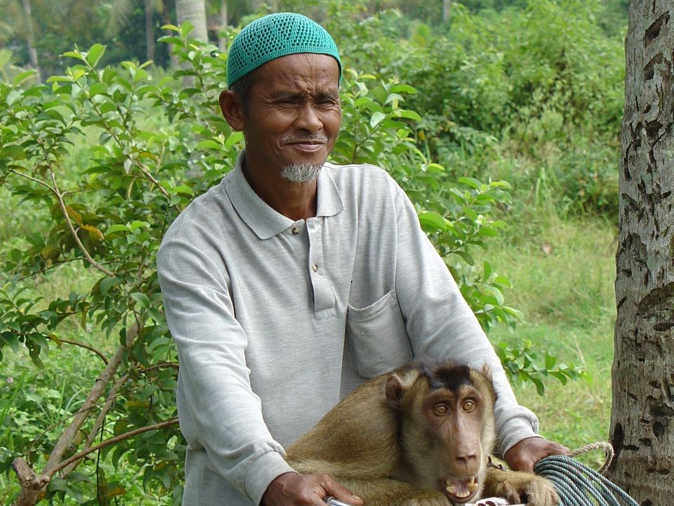Local met aap op zijn fiets in Penang