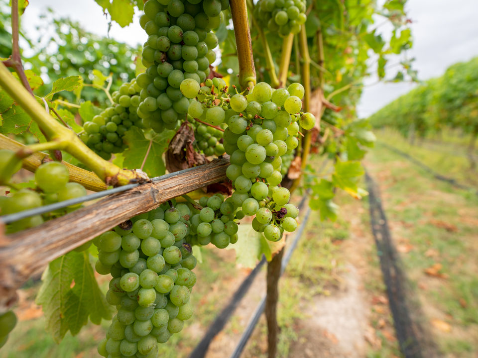 Martinborough-Wijntour-1_1_593034