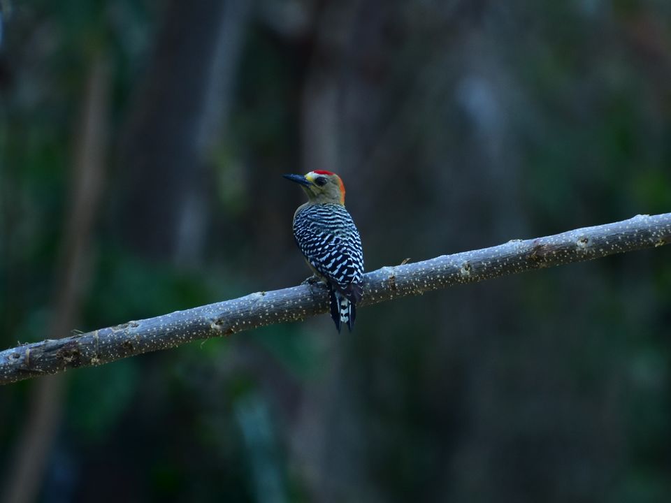 Specht in Minca, Colombia