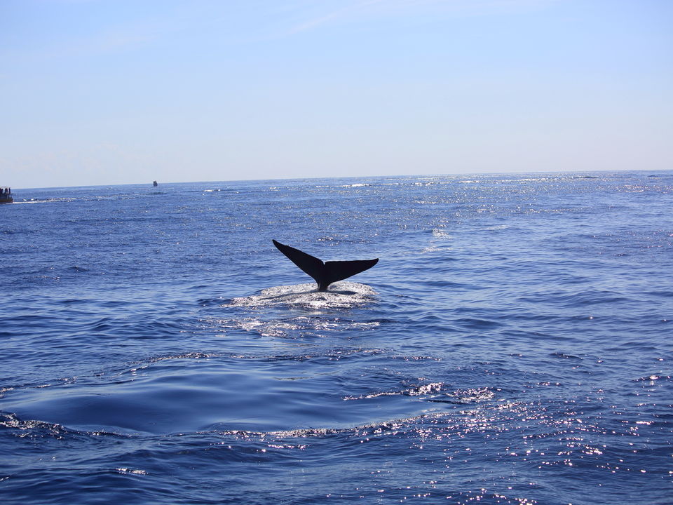 Walvissen spotten in Mirissa, Sri Lanka