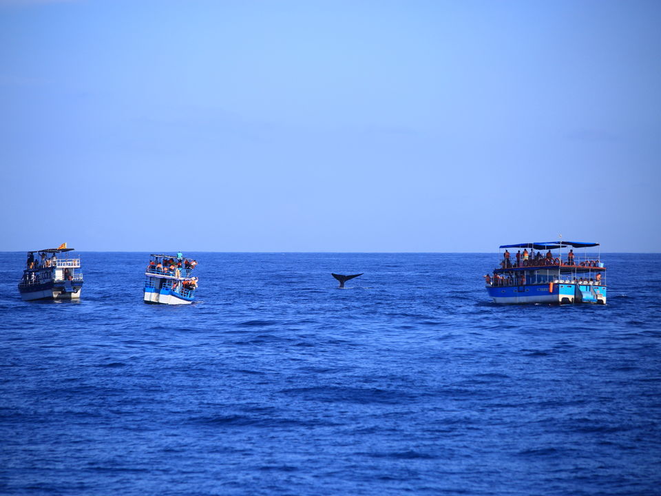 Walvissen spotten in Mirissa, Sri Lanka