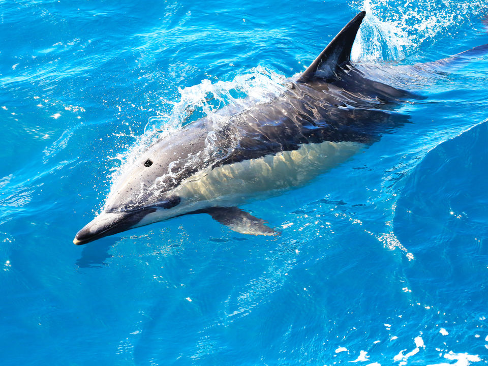 Dolfijnen spotten, Bay of Islands, Nieuw-Zeeland