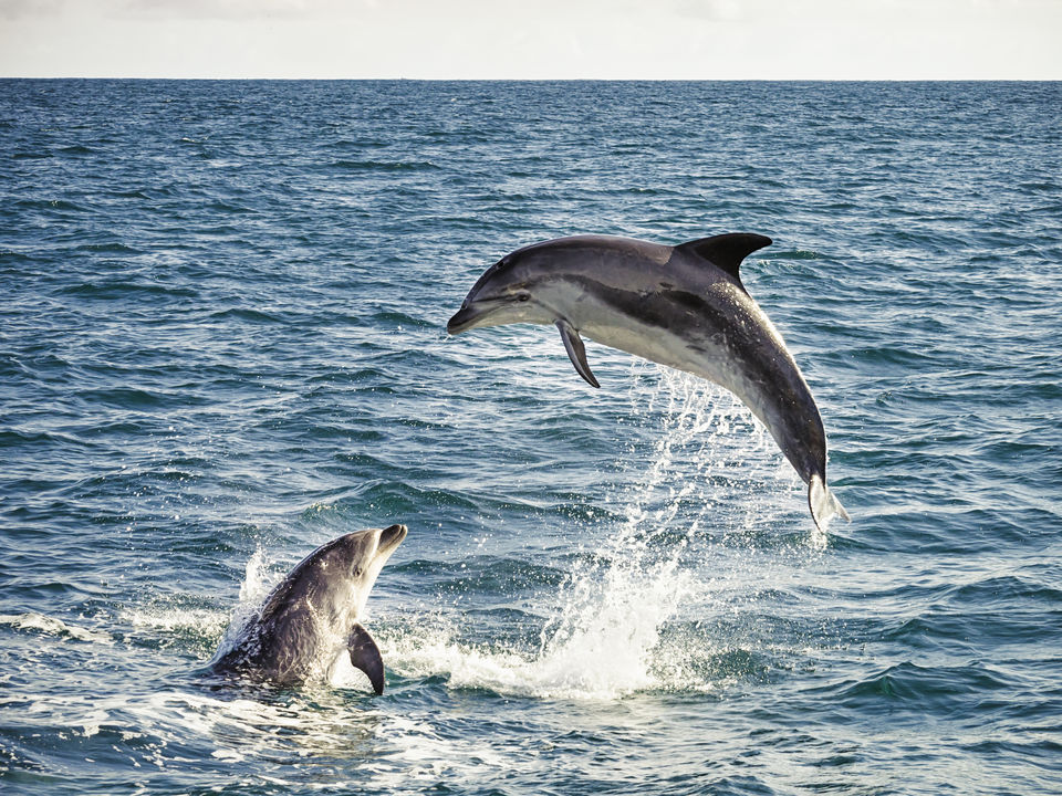 Dolfijnen, Bay of Islands, Nieuw-Zeeland