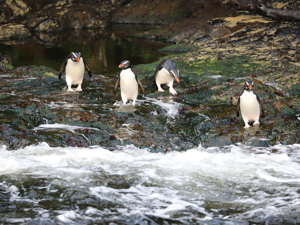 Nieuw-Zeeland-Doubtful-Sound-Overnight-Cruise10