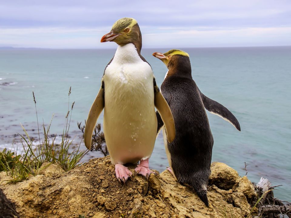 Nieuw-Zeeland, Otago Peninsula