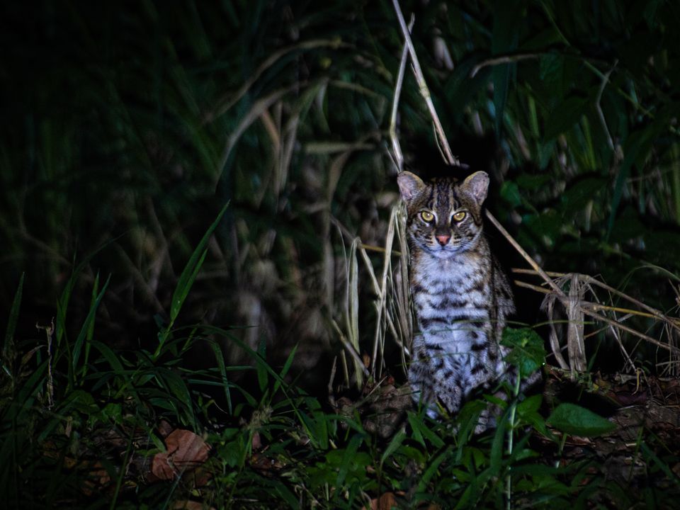 Dieren tijdens de nachtsafari bij Habarana