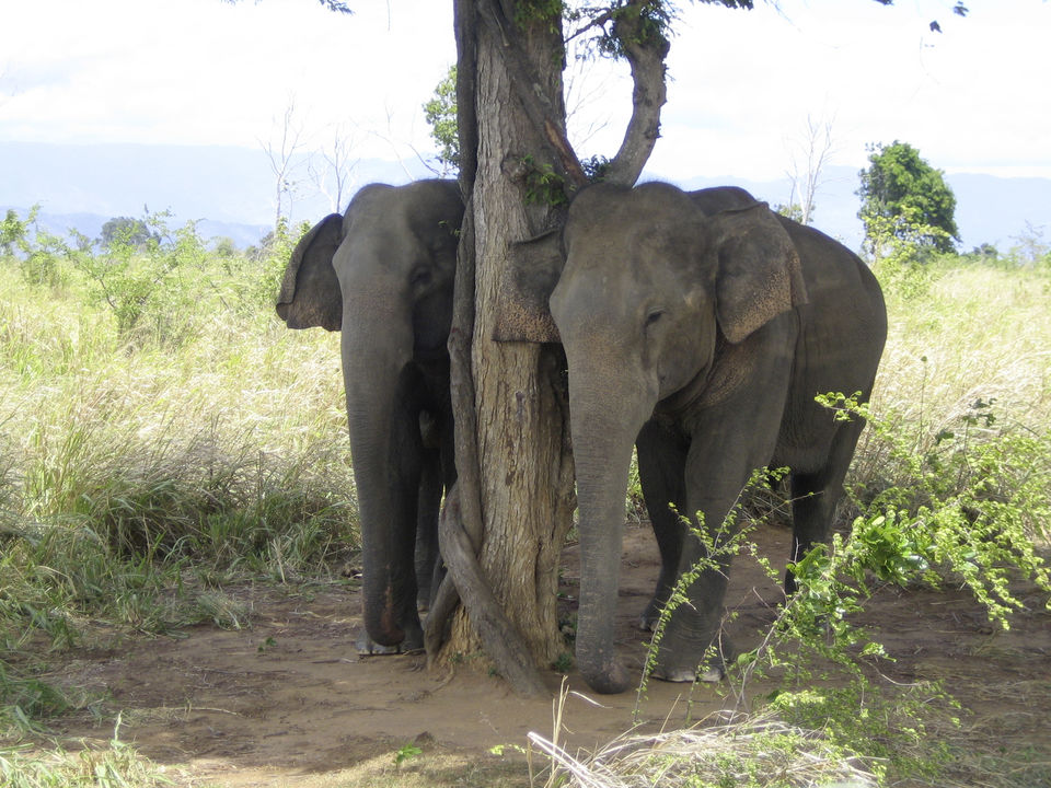 Olifanten in Udawalawe, Sri Lanka