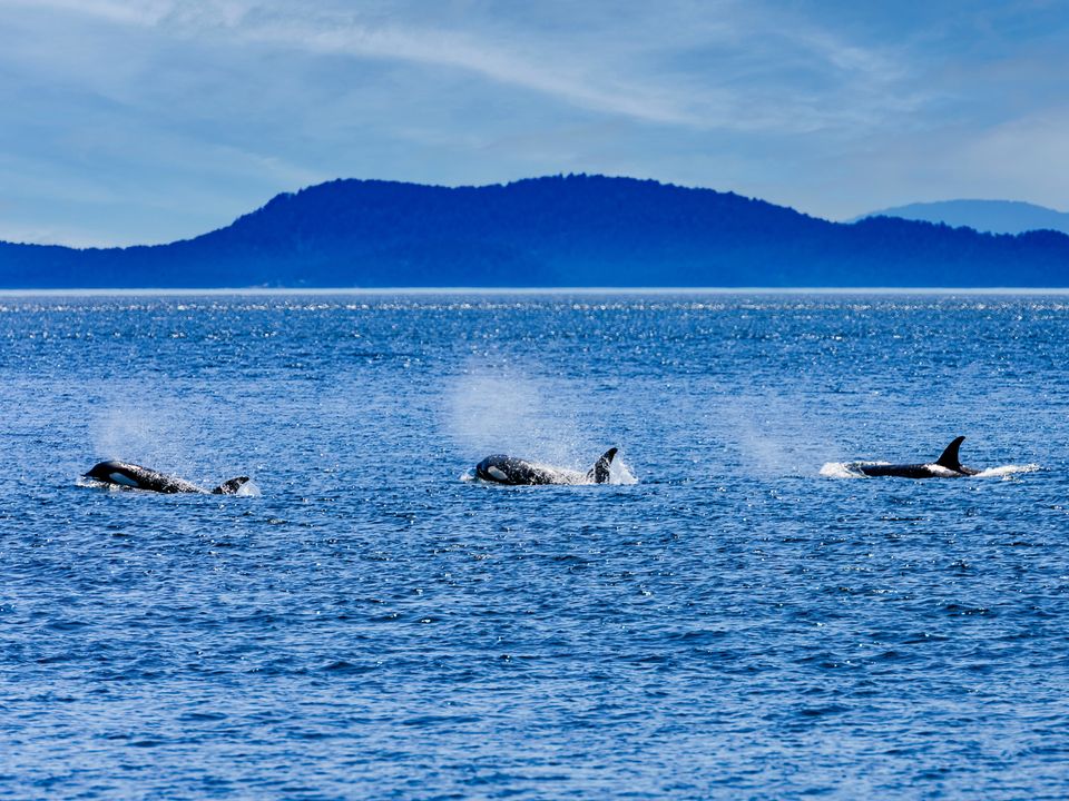 Orka's spotten in de Puget Sound, Amerika