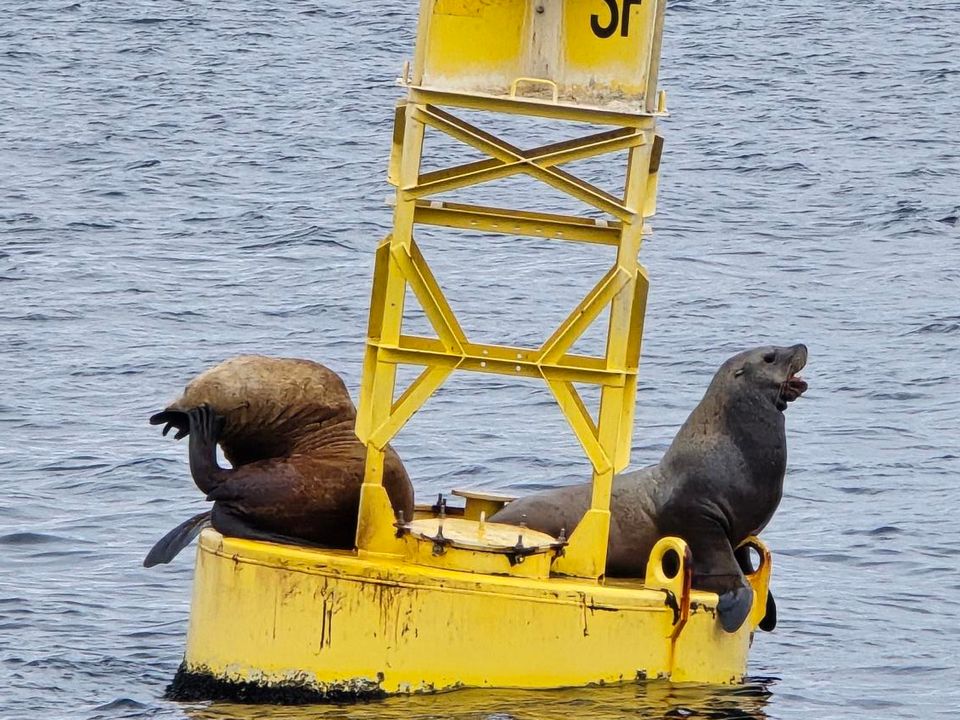 Zeeleeuwen op een boei in de Puget Sound, Amerika