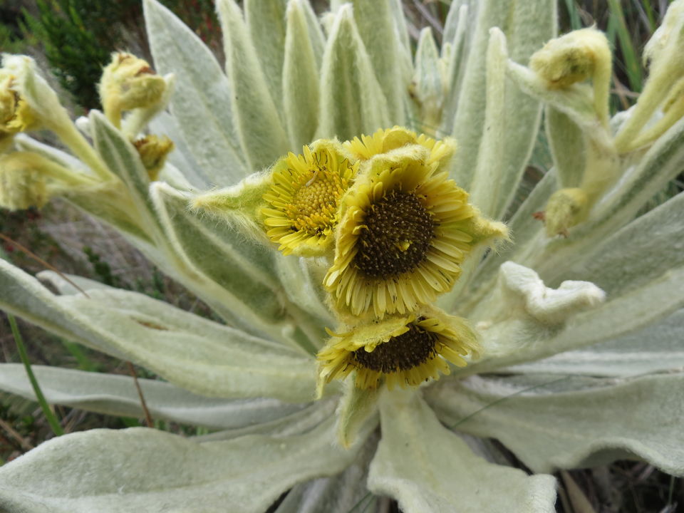 Bloem in het El Ángel National Park