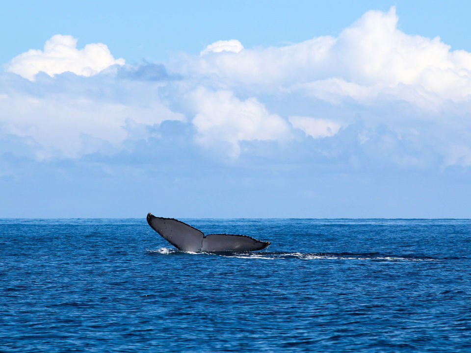 Walvisstaart voor de kust van schiereiland Azuero - Panama
