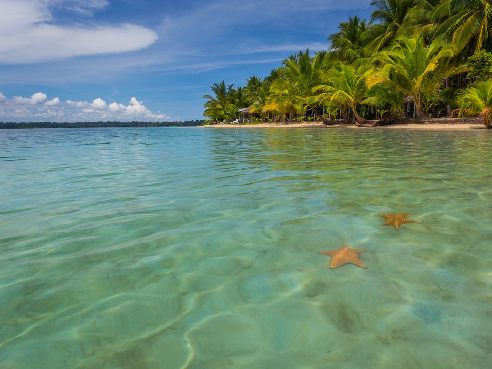 Rode zeesterren bij Bocas del Toro - Panama