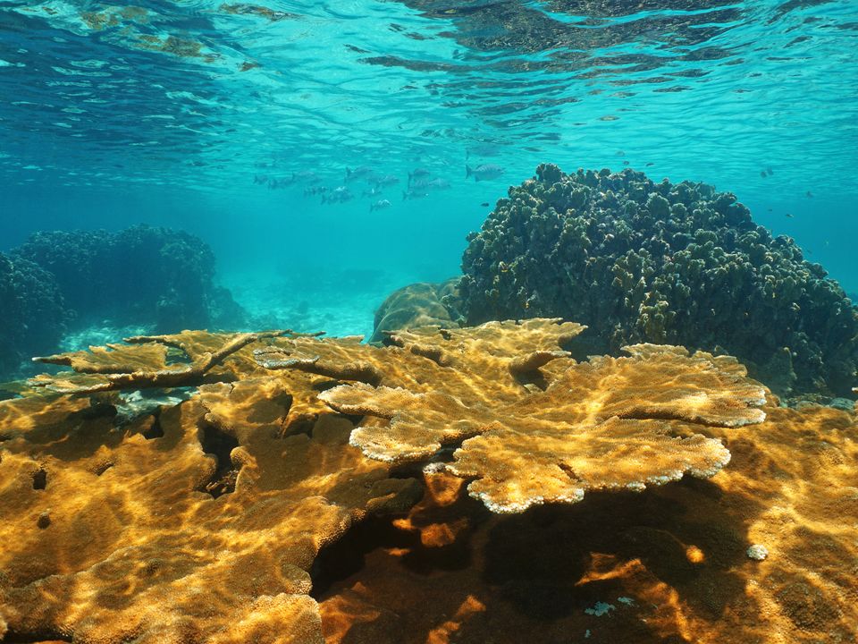 Onderwaterwereld van Bocas del Toro - Panama