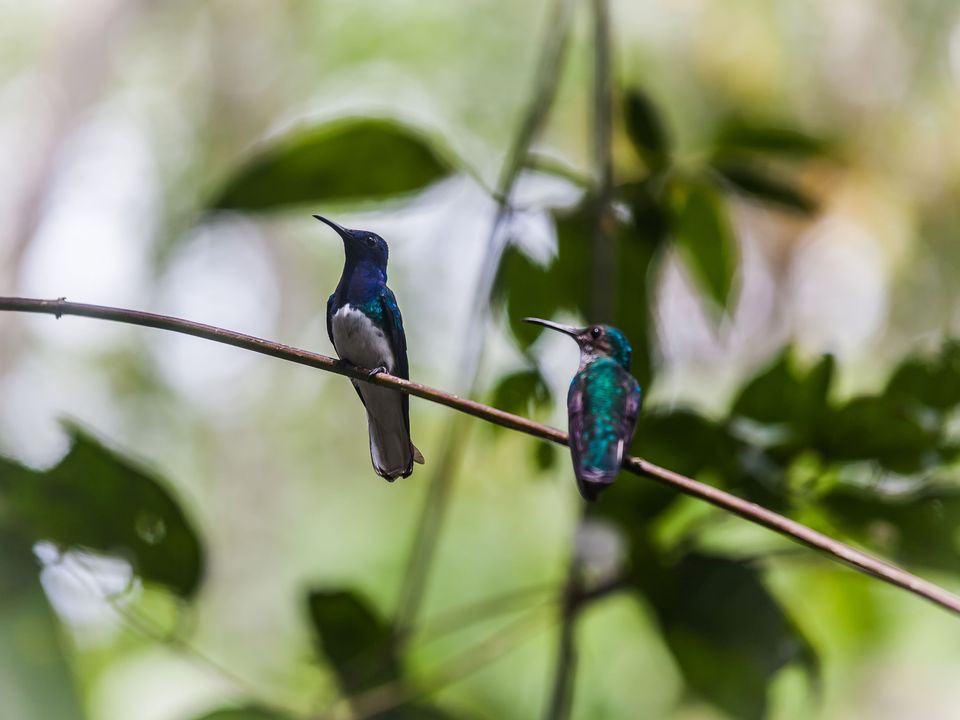 Vogels spotten in Gamboa in Panama