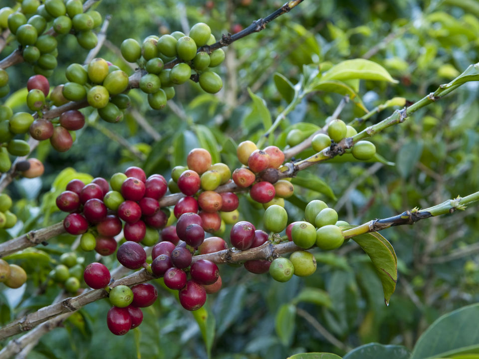 Rode koffiebonen bij Volcán - Panama