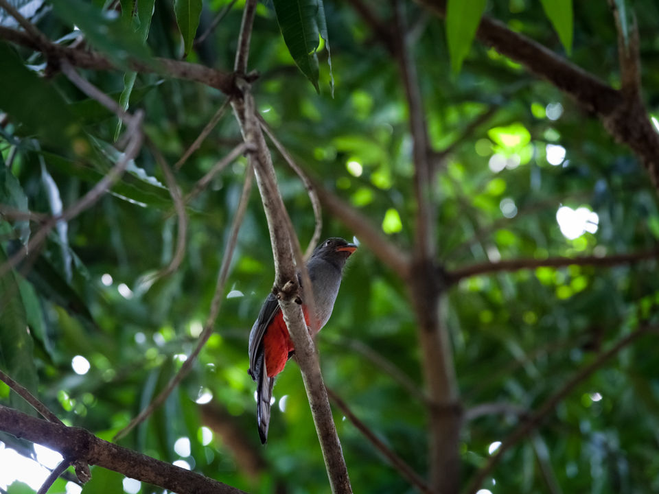 Trogon in panama